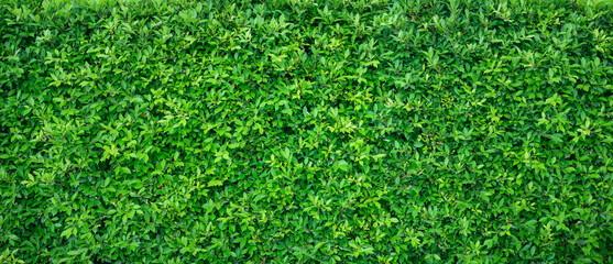 Wall Mural - green hedge with many leaves