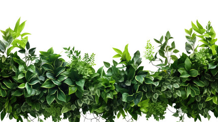 Wall Mural - tropical leaves foliage plant bush floral border isolated on clear png background and transparent ba