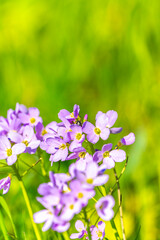 Wall Mural - Wild pink flower in green grass field. flowers field in sunset.