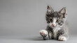 frisky gray-and-white kitten in a studio photo, gazing ahead with its front paw raised on a light gray backdrop.