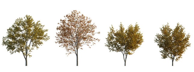 Wall Mural - Acer tataricum ginnala frontal set (the Tatar, Tatarian,  Euacer, Amur maple) deciduous spreading shrub and trees isolated png on a transparent background perfectly cutout