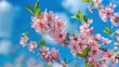 Close-up photo of peach blossoms in full bloom during spring, captured with a telephoto lens against a backdrop of blue sky and white clouds, illuminated by sunlight