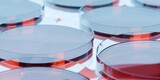 Fototapeta Do przedpokoju - Array of petri dishes with red gel in laboratory, medical, biology or biotechnology science research concept background