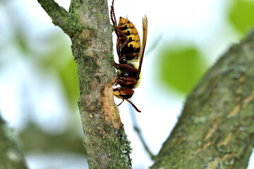 Wall Mural - The hornet bites the bark of the tree and obtained the sweet sap