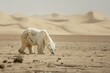 Distant shot of starving polar bear scavenging in barren desert, survival theme.