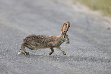 The scrub hare (Lepus saxatilis) is one of two species of hares found in southern Namibia, Mozambique, South Africa, Eswatini and Lesotho.