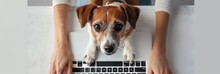 Fast And Slow Typing: A Woman Working On Modern Laptop Compared To A Jack Russell Terrier On Obsolete One