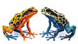 Pair Of Granular Poison Arrow Frogs flat vector isola