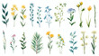 Watercolor illustration of isolated elements flowers