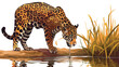Wild Jaguar in its Natural Habitat Drinking Water 