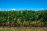 Fototapeta Morze - Green corn plants reaching up to the sky.