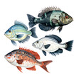 Detailed illustration of four different species of fish on a transparent background (PNG)