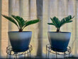 Sago Palm plants on home balcony 