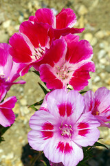 Canvas Print - Pink and white clarkia blossoms