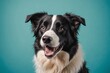 Studio headshot portrait of smiling border collie looking forward with mouth open and tongue out against a teal blue background