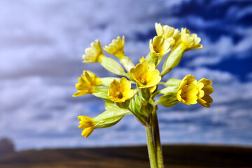 Canvas Print - close-up of a spring blooming primrose flower