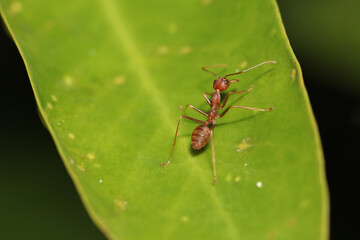 Wall Mural - Close up red ant on green leaf in nature garden