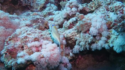 Wall Mural - Colorful tropical fish (Arabian picassofish, Rhinecanthus assasi) swimming on the coral reef. Ocean ecosystem, fish, corals. Marine life. Tropical wildlife, underwater video from scuba diving.