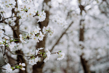 Wall Mural - white cherry blossom