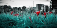Red Flowers In The Green Grass With A City In The Background.