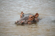 Hippopotamus in iSimangaliso Wetland Park near Richards Bay, South Africa 