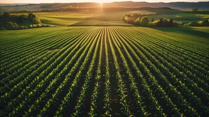 Poster - An aerial shot of a springtime corn field, showing the young green sprouts beginning to cover the vast farmland