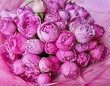 A close-up of a beautiful bouquet of pink peony roses. Fresh spring bouquet. Flower concept.	