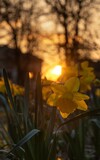 Fototapeta  - Wiosenne żonkile w promieniach słońca