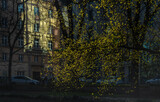 Fototapeta  - Kwitnące na żółto drzewo w promieniach słońca