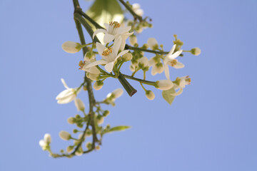 Wall Mural - Fiori di limone