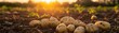A Freshly unearthed potatoes lying in fertile soil at sunset on a farm