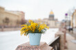 A bouquet of mimosa spring flowers on the embankment in St. Petersburg in front of St. Isaac's Cathedral. The concept of March 8th and spring.