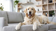 © Sascha - Golden Retriever Relaxation: Cozy Living Room Vibes. Generative AI