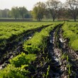 The Carbon Farm: Enhancing Natural Sequestration Techniques
