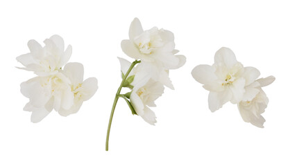 Wall Mural - set of jasmine flowers and leaves isolated on white or transparent background