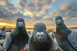 Portrait of three funny urban gray pigeons on blurred background