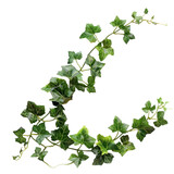 Fototapeta Dziecięca - A long green vine with white spots,isolated on white background or transparent background. png cut out or die-cut