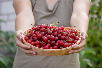 Poster - a woman holds a basket with cherries in her hands on the background of a garden. Selective focus