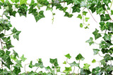 Fototapeta Dziecięca - A frame of ivy leaves with a white background,isolated on white background or transparent background. png cut out or die-cut
