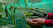 a man harvests cucumbers. Selective focus
