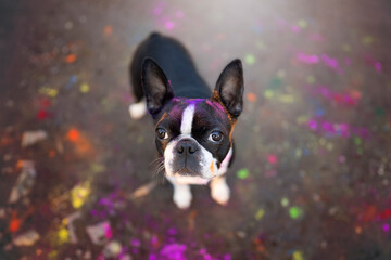 Wall Mural - boston terrier dog with holi color