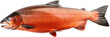 Atlantic salmon swimming pose, cut out transparent