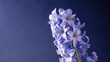 Saturated purple gradient background with a beautiful blue hyacinth flower
