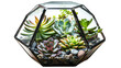 Glass vase with assorted succulents providing a lush and green oasis