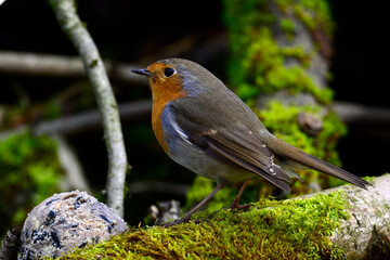 Sticker - Rotkehlchen // European robin (Erithacus rubecula)