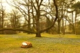Fototapeta Tęcza - Cebulica syberyjska w miejskim parku