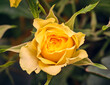 Rosa gialla dall'alto, macro