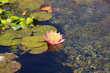 Wall Mural - Orange-pink water lily blossom on a pond