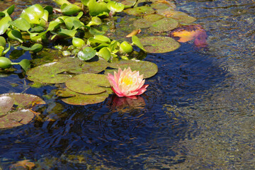 Canvas Print - Orange-pink water lily blossom on a pond