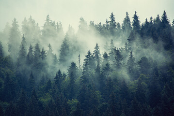 Wall Mural - misty mountain landscape